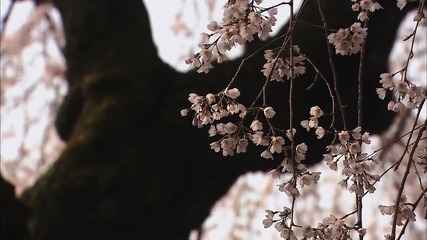 Сакура (китайска вишна Sakura)