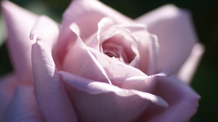 Chris Rea - Every Beat Of My Heart