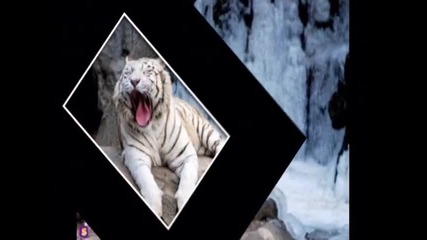 animal [зъ конкурсче . 1 - vo mqsto ^^^ .
