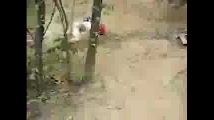 North Shore Crash