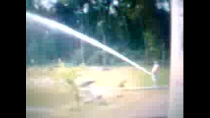 много вода е пил тоя