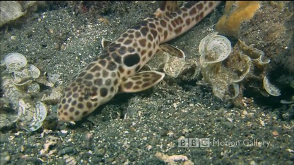 [ H D ] Bbc Motion Gallery - Life in the Blue *hd*