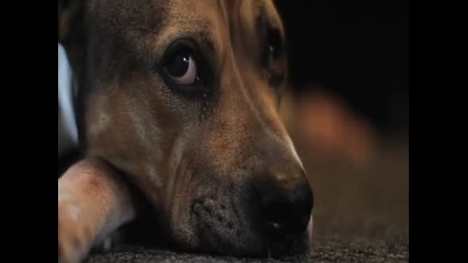 Много тъжна история между куче и човек ;(