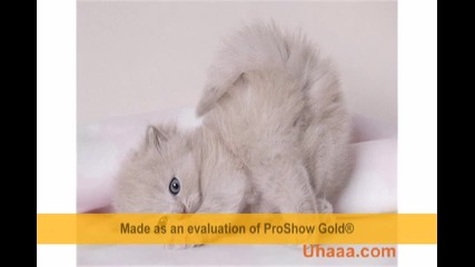 Сладки котенца 