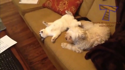 Котки и кучета, които действат като хората ( Забавна Компилация )