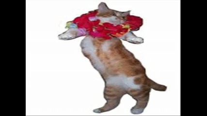 Dancing Cats!