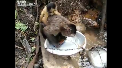 Маймунка мие съдовете след ядене