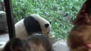 Зоопаркът във Вашингтон се сбогува с любимите си панди (ВИДЕО)
