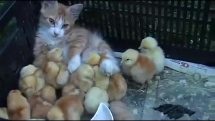Котка се грижи за малки патета, които я приемат като майка!
