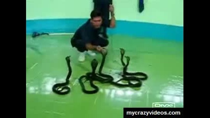 Cobra Tamer