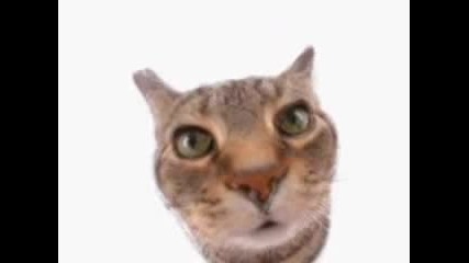 I Love Catty