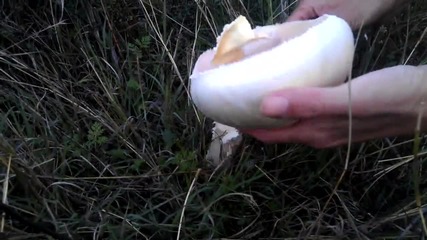 Печурка