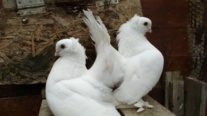 Омски