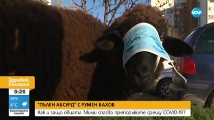 „ПЪЛЕН АБСУРД”: Как и защо овцата Мими спазва препоръките срещу COVID-19