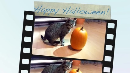 Lichtmond - Halloween greetings from Minou