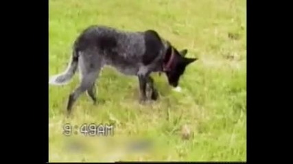 добре обучено куче 