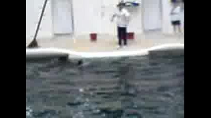 Delfinarium Bg