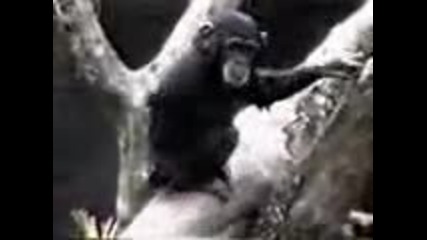 monkey 
