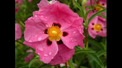 Цветя в дъжда ~ Вангелис 