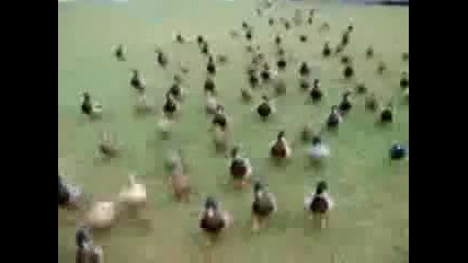 Атаката На Патките