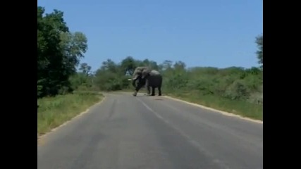 Слона се опита да смаже кола