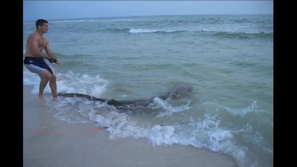 Florida Tiger Shark Fishing From the Beach Monster