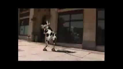 Лудата крава