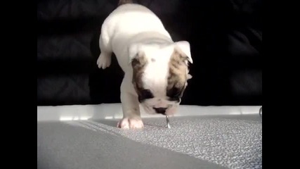 English Bulldog, малък сладур...
