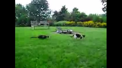 Внезапна Котешка Ваздушна Атака