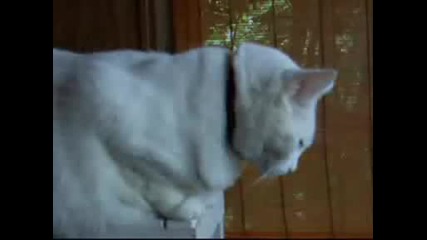 white cat 