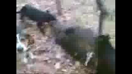 Godgi i Teri