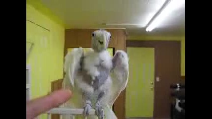 папагал пострадал от радиацията в япония