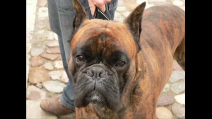 Boxer