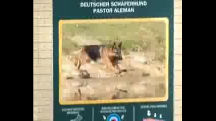 Royal Canin - Немска Овчарка