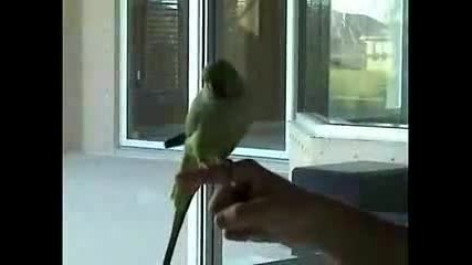 Най - послушният папагал 