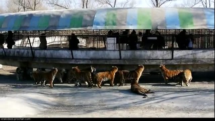 Хранене на тигри в зоопарк с жива коза!