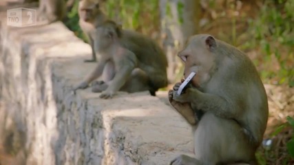 Маймуна Открадна айфон И После Го Върна За Храна