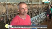 Бюрокрация и ниски изкупни цени: Защо животновъди масово се отказват от овцете и козите