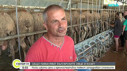 Бюрокрация и ниски изкупни цени: Защо животновъди масово се отказват от овцете и козите