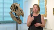 Череп на Тиранозавър Рекс ще бъде продаден на търг в Ню Йорк (ВИДЕО)