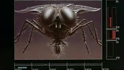 Fly_1