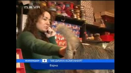 Котка охранява магазин за подаръци 
