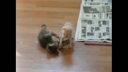 Две котенца се бият, третото повръща! 