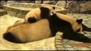 Бебе панда играе с майка си !