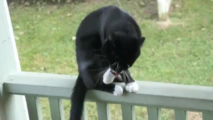 Суетна котка