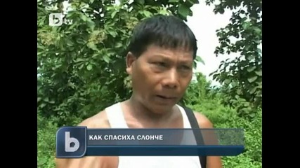 Спасиха слонче от тресавище в Индия