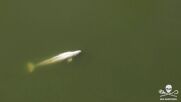 Заблудилият се в река Сена бял кит не приема храна (ВИДЕО)