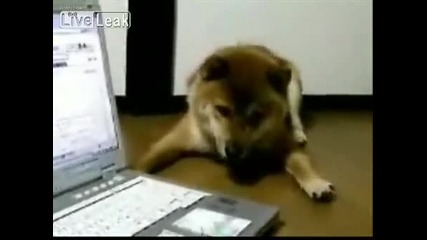Куче хапе и лае лаптоп
