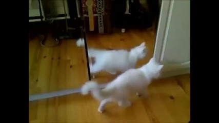Котка в огледалото Смях