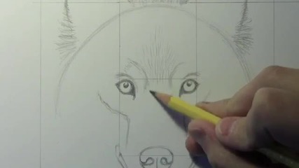 How to Draw a Wolf